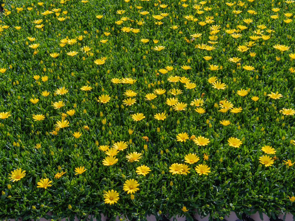 Много мелких желтых цветов крупным планом