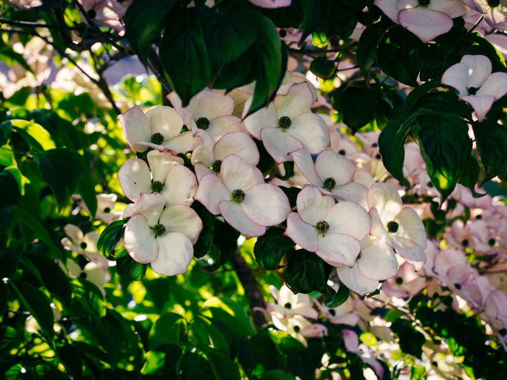 Много красивых розовых цветов на ветке дерева 
