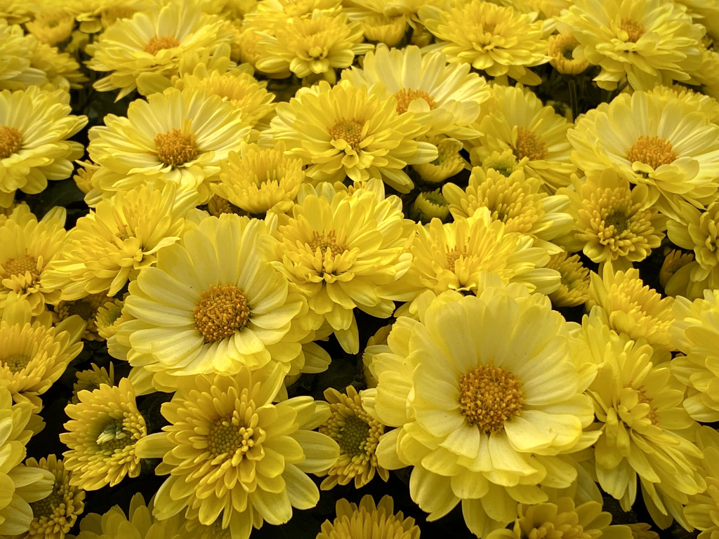 Много красивых желтых цветов хризантемы 
