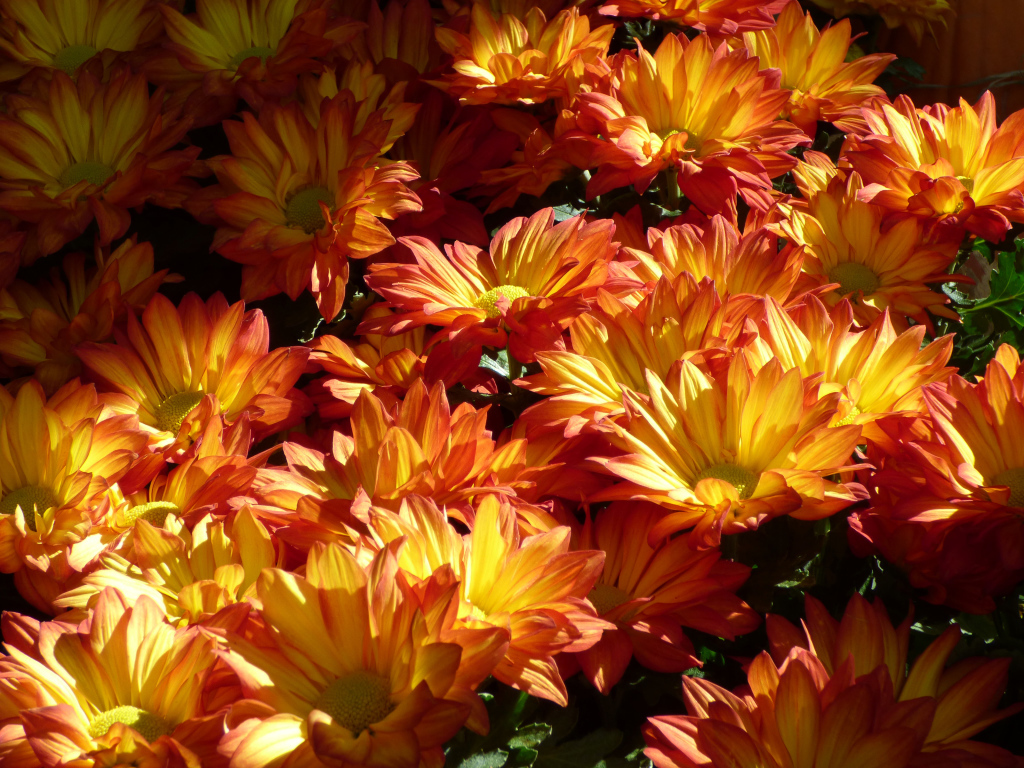 Много крупных оранжевых хризантем на клумбе