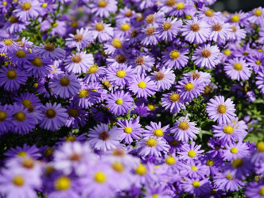 Много сиреневых цветов сентябринки в лучах солнца