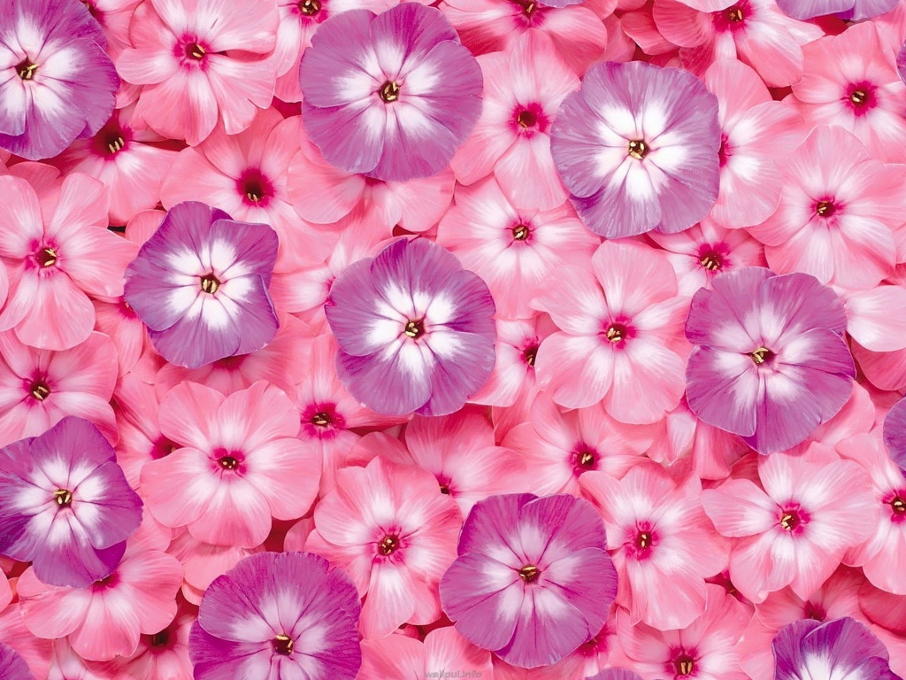 Много розовых цветов флоксы крупным планом