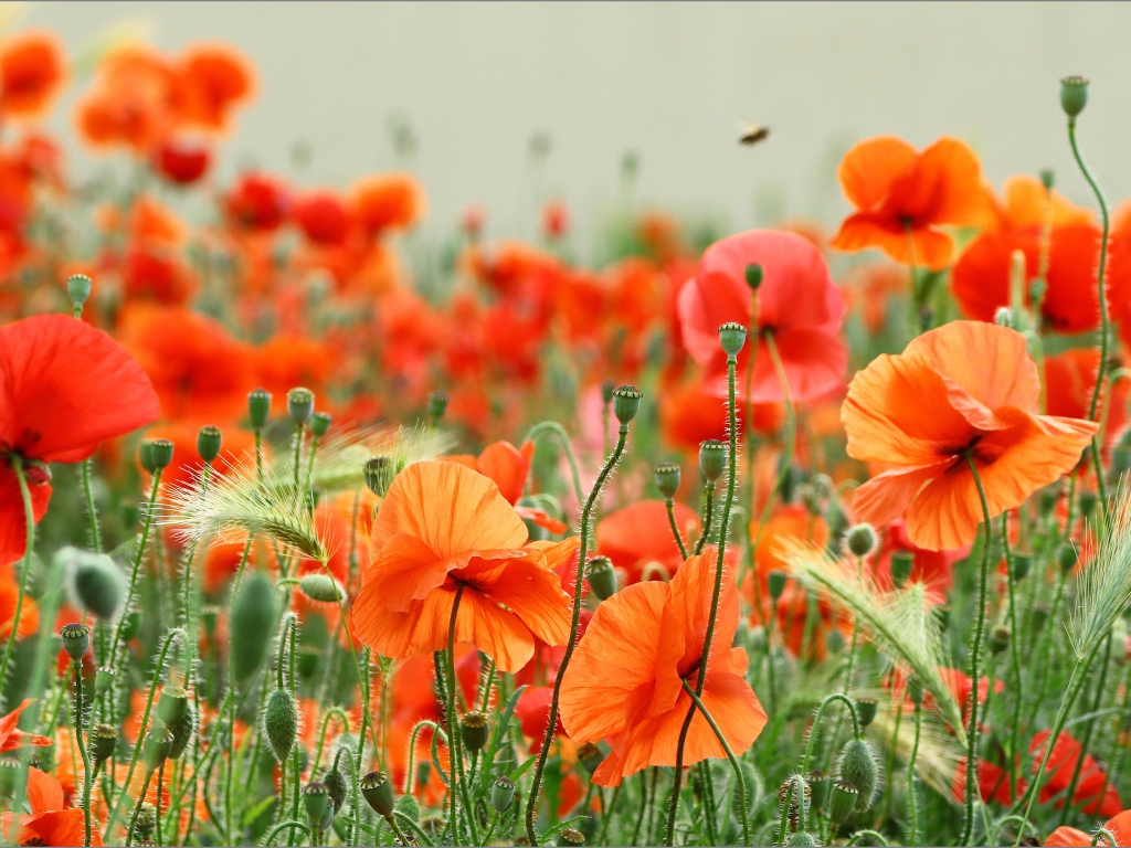 Много красных маков с колосками пшеницы в поле 