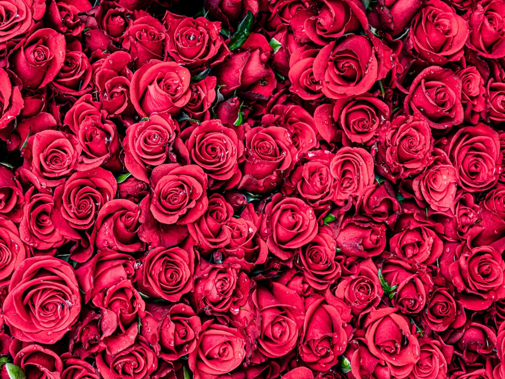 Много красных цветков розы крупным планом