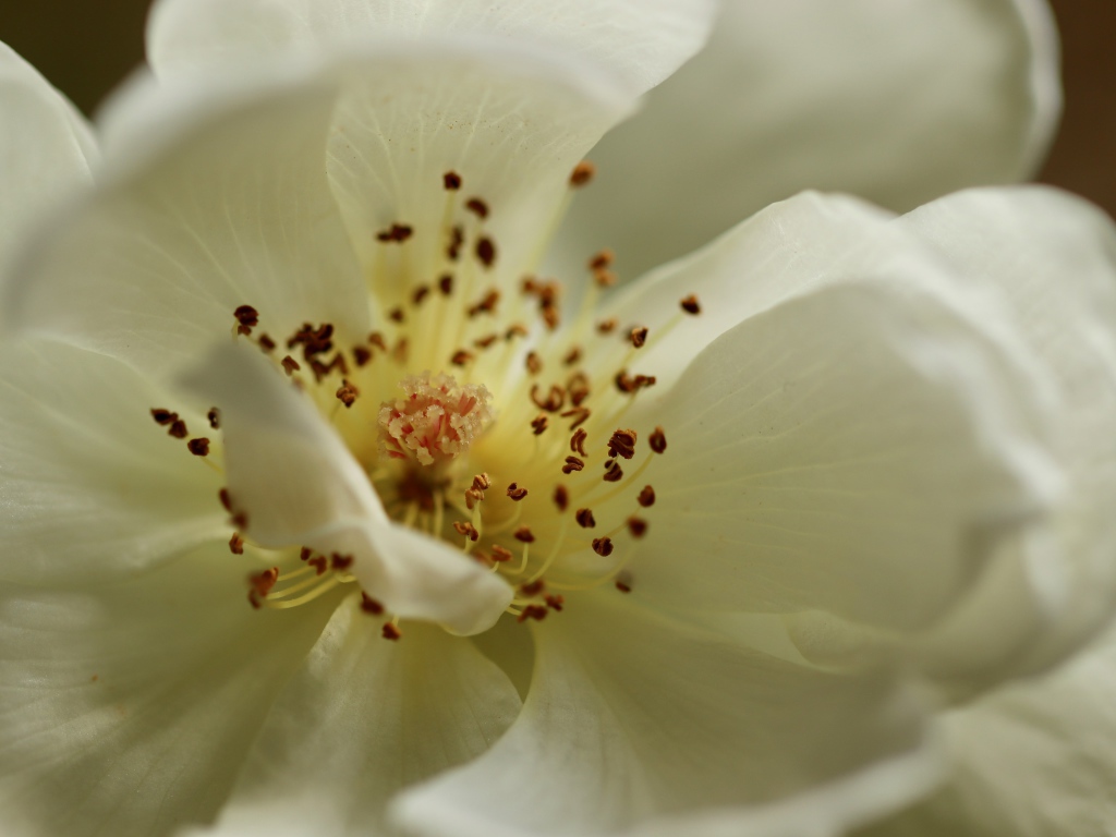 Серединка белого цветка крупным планом 