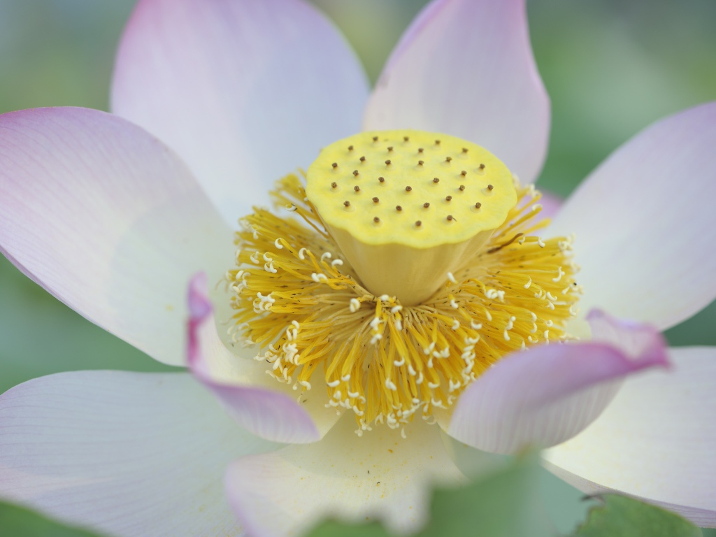 Серединка розового цветка лотоса 