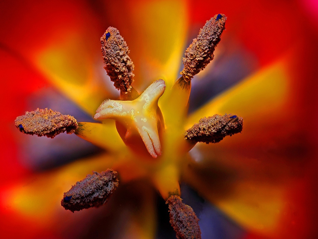 Серединка красного тюльпана 