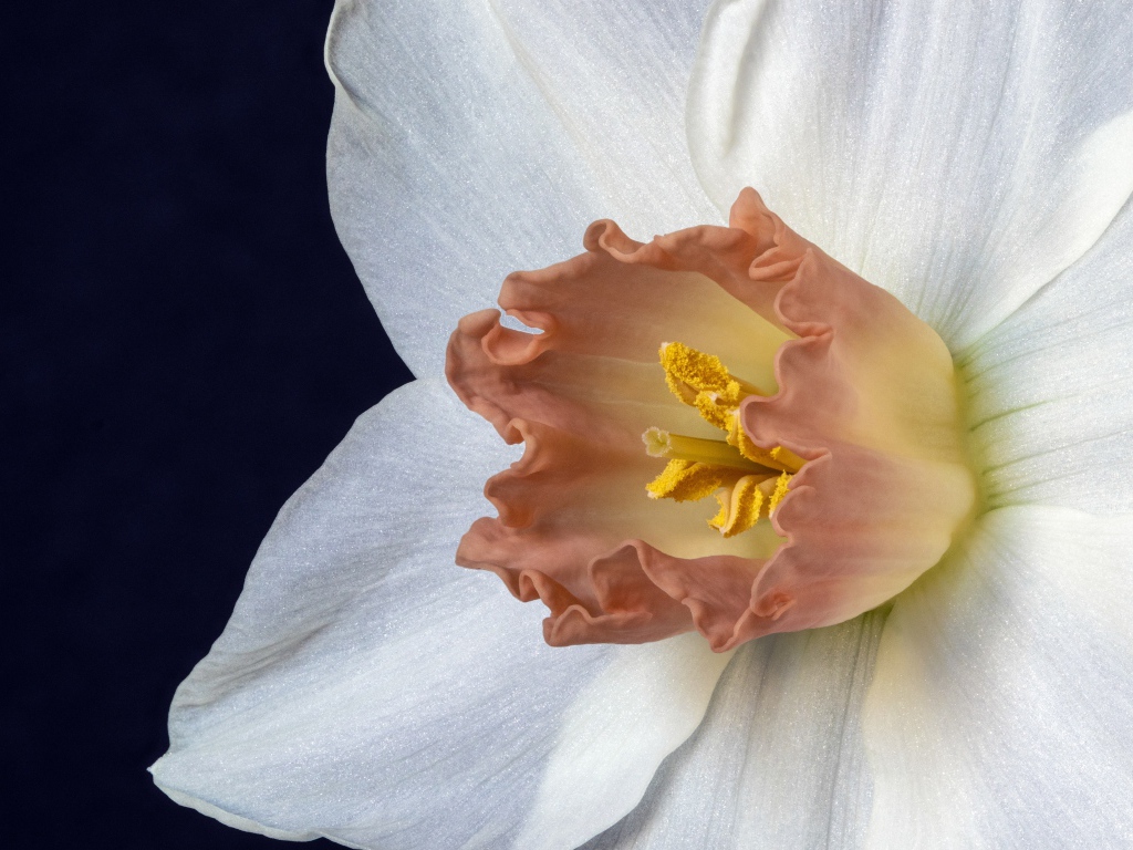 Оранжевая серединка белого нарцисса 