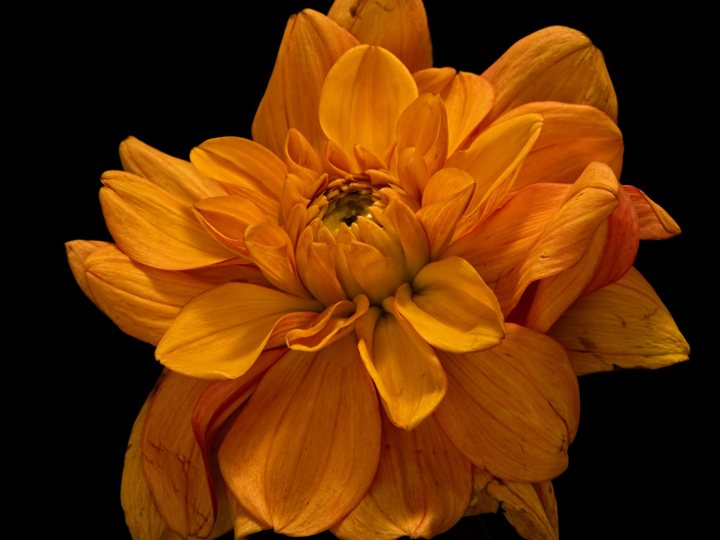 Цветок оранжевой хризантемы на черном фоне крупным планом