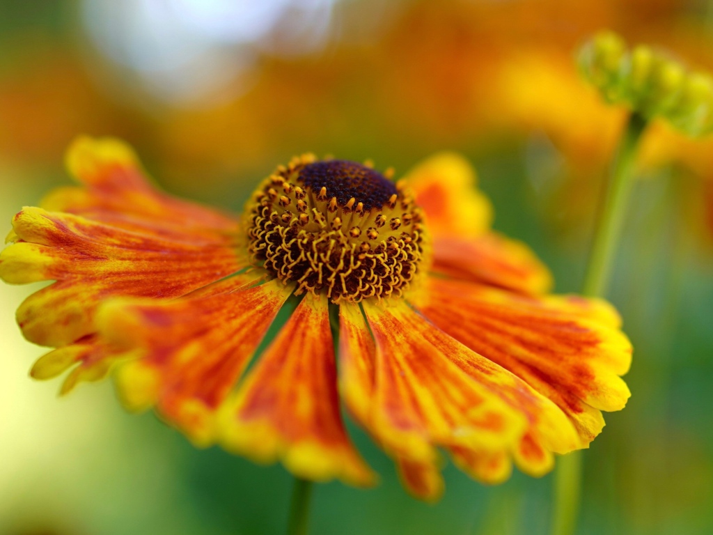 Оранжевый цветок Гелениум крупным планом