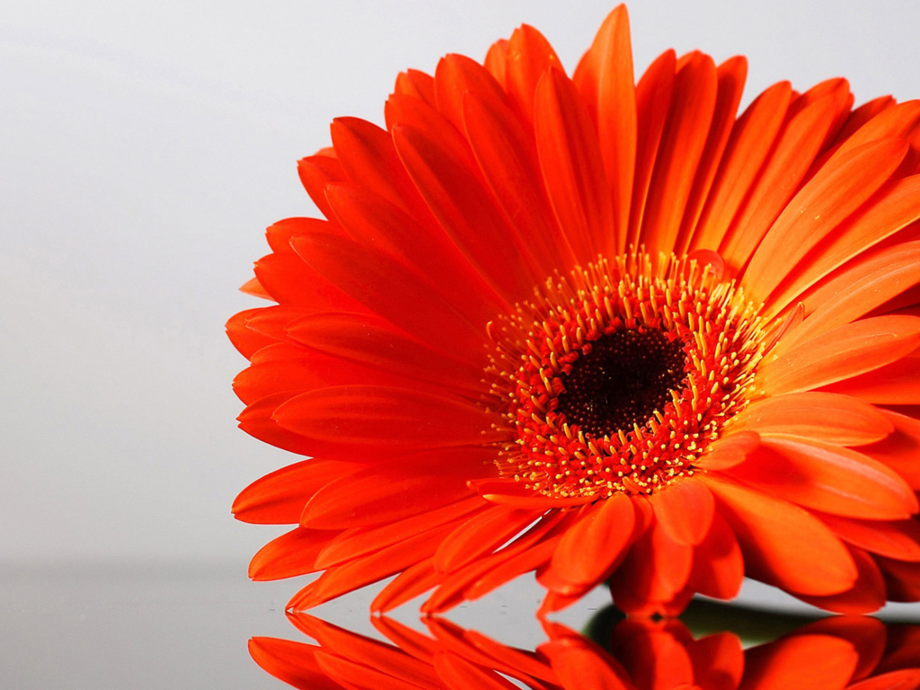 Оранжевый цветок герберы отражается в поверхности стола