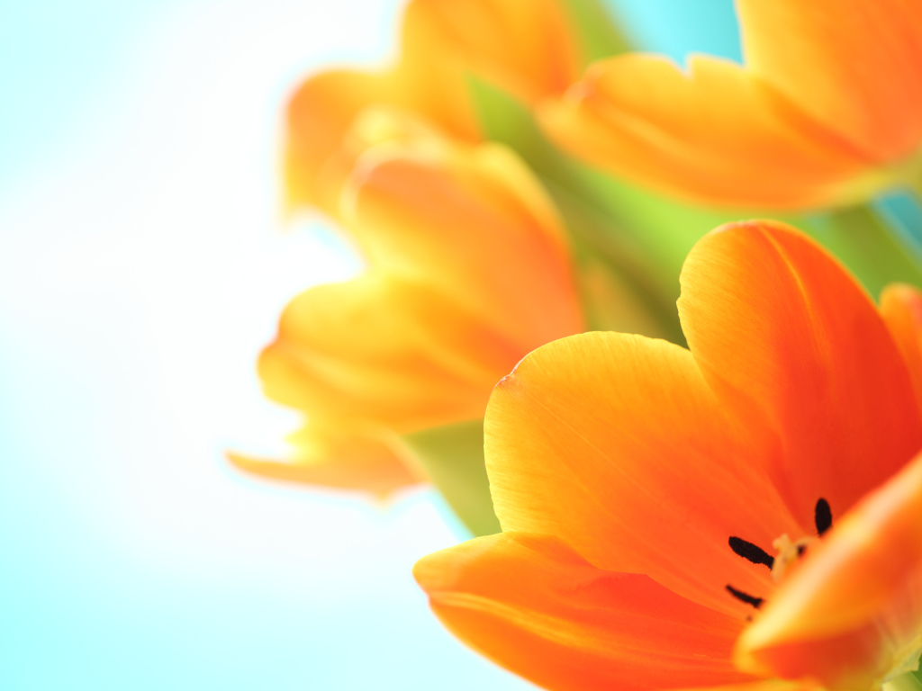 Оранжевый тюльпан на белом фоне крупным планом