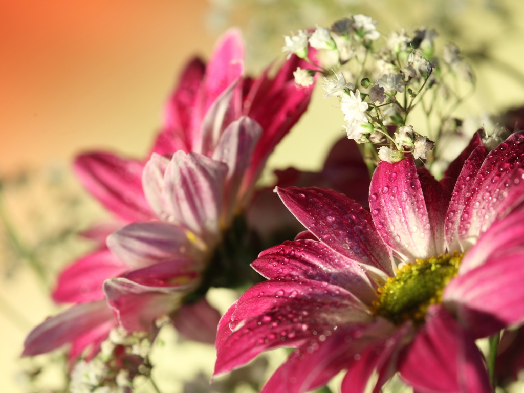 Розовые цветы хризантемы с белыми цветами