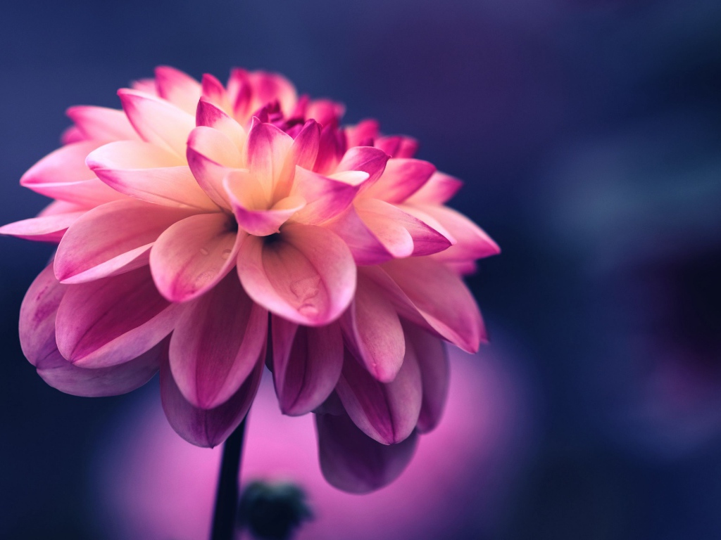 Розовый цветок георгина крупным планом