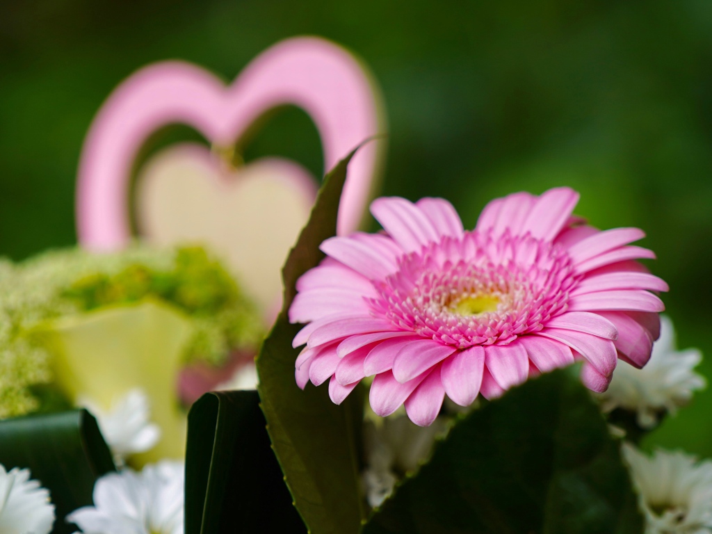 Розовый цветок герберы с зелеными листьями