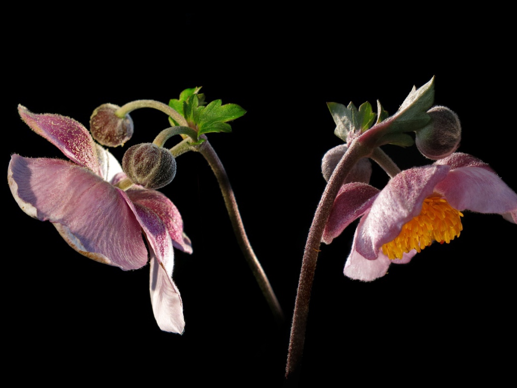 Розовые цветы анемоны с бутонами на черном фоне