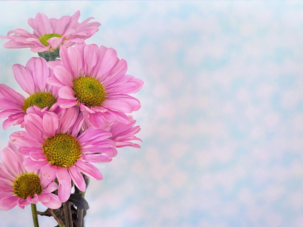 Розовые ромашковидные хризантемы на голубом фоне