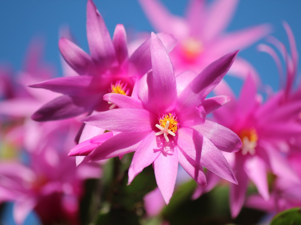 Розовые цветы рождественника крупным планом 