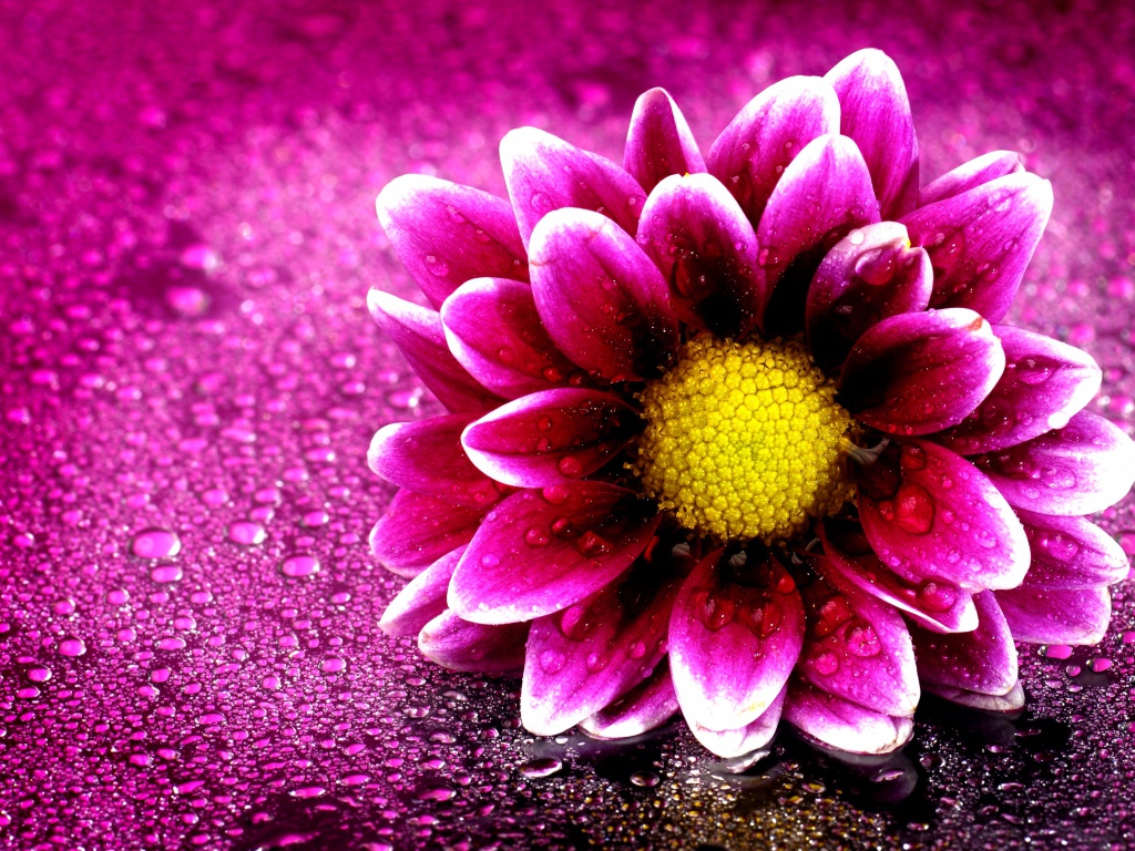 Розовый цветок хризантемы на розовом фоне