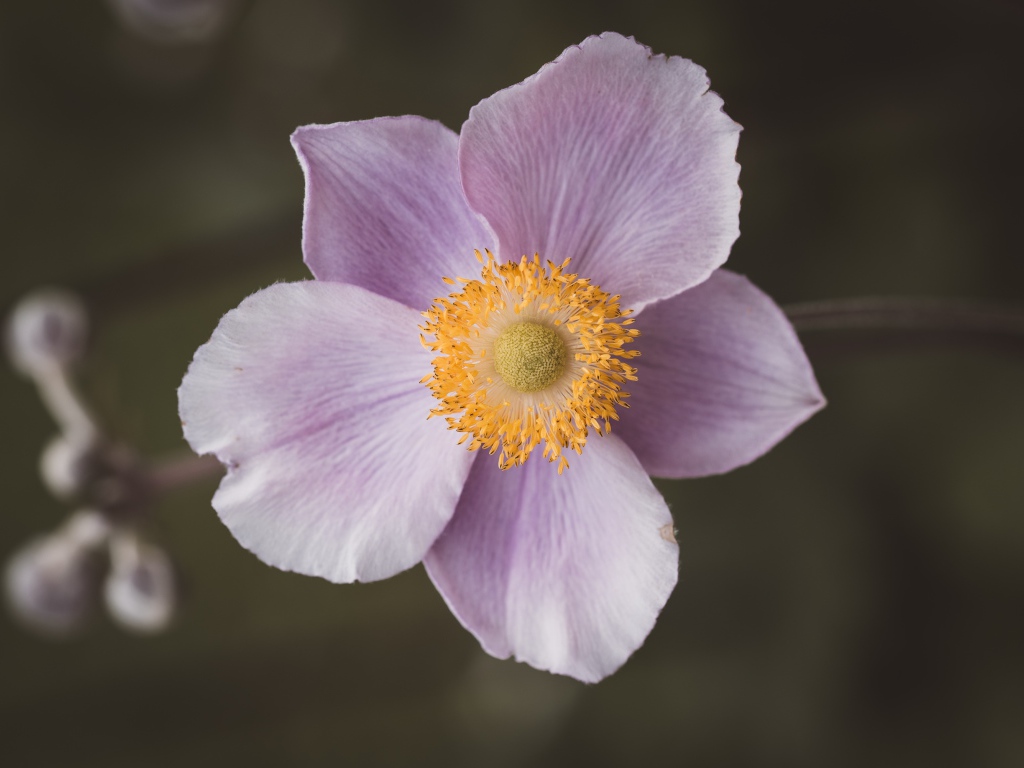 Розовый нежный цветок анемона крупным планом