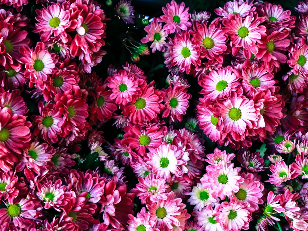 Розовые нежные садовые хризантемы крупным планом