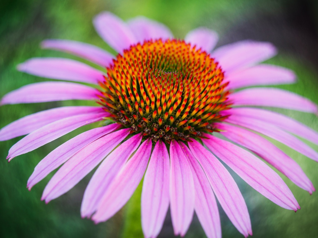 Розовый цветок эхинацеи с оранжевой серединкой