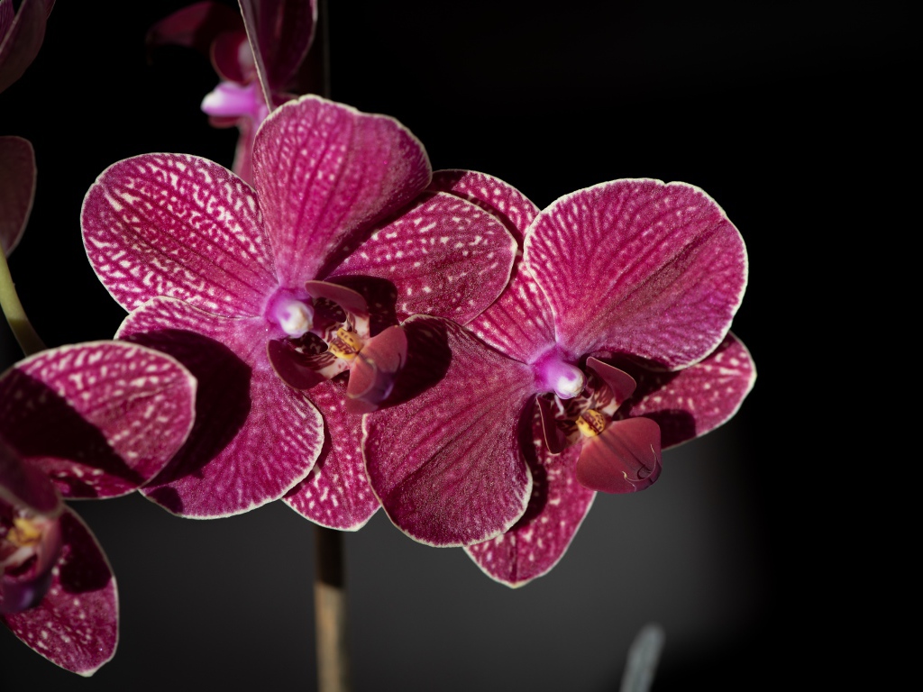 Розовые экзотические орхидеи крупным планом