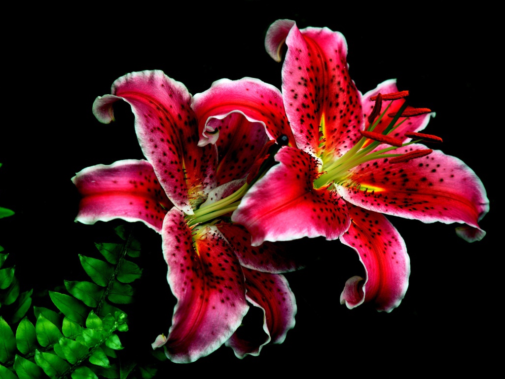 Розовые цветы тигровой лилии крупным планом на черном фоне