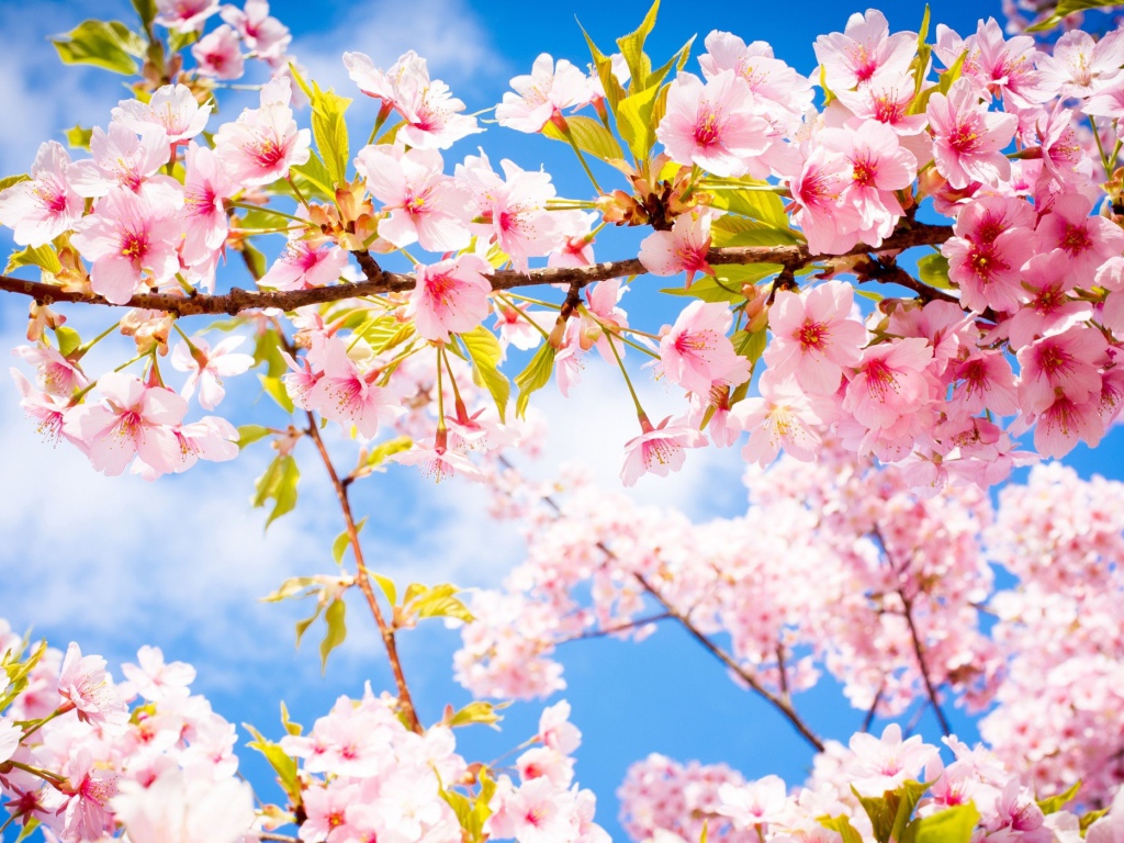 Розовые цветы на ветке с зелеными листьями в лучах солнца