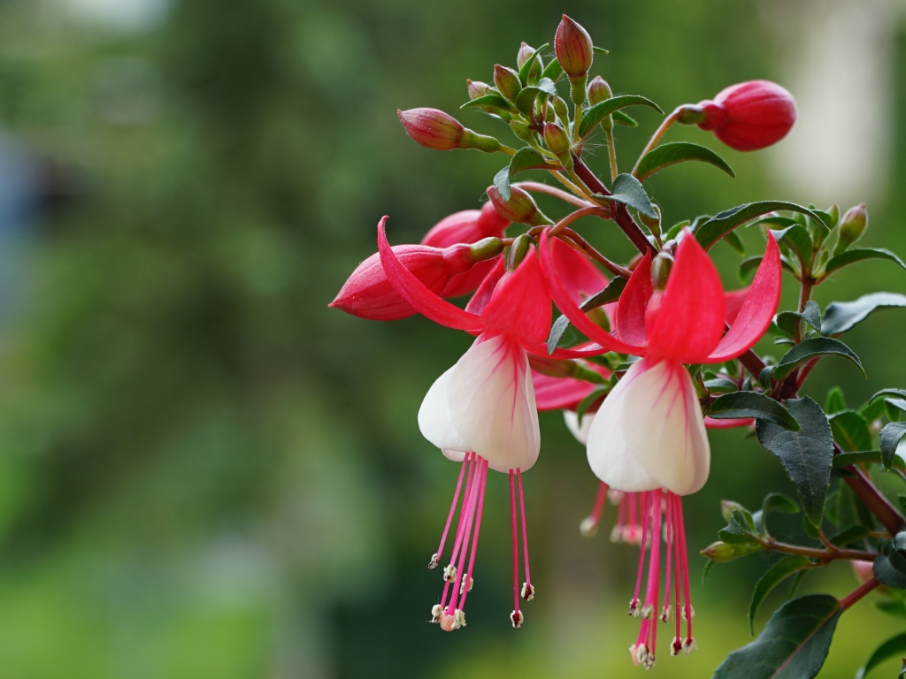 Розовые цветы фуксии с бутонами на ветке 