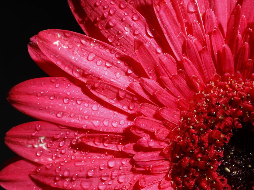 Розовый цветок герберы в каплях росы на черном фоне