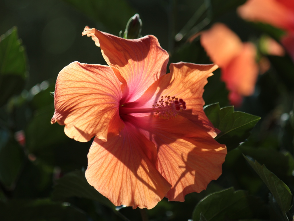 Розовый цветок гибискуса в лучах солнца на клумбе 