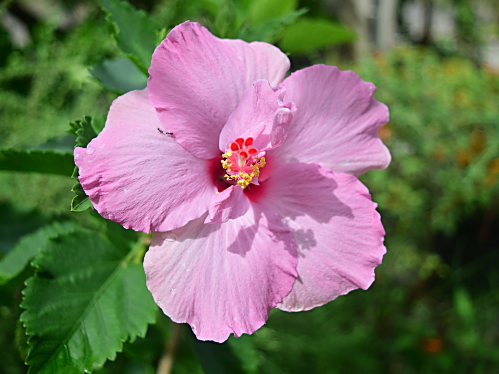 Розовый цветок гибискуса на клумбе крупным планом