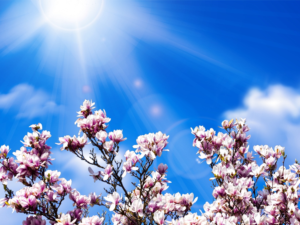 Розовые цветы магнолии на фоне голубого неба в лучах солнца 