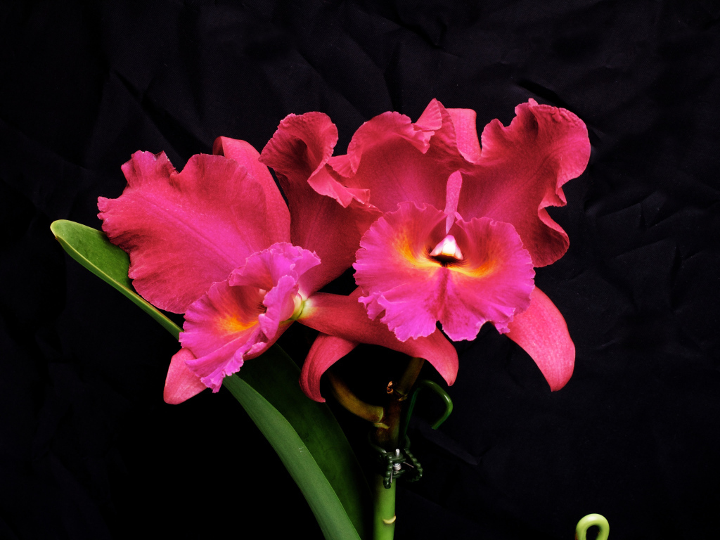 Розовые цветы орхидеи на черном фоне