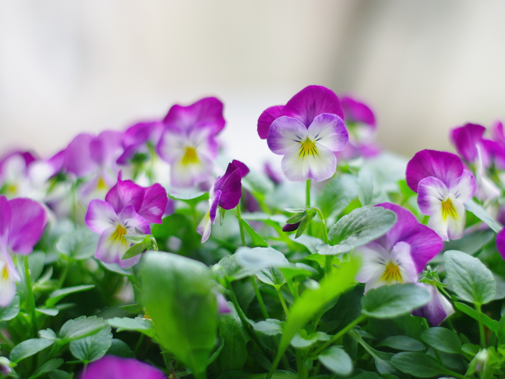 Розовые цветы анютины глазки с зелеными листьями