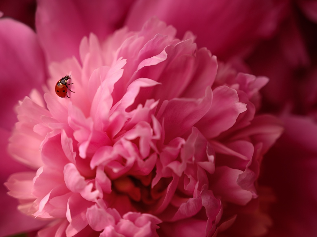 Розовый пион с божьей коровкой крупным планом
