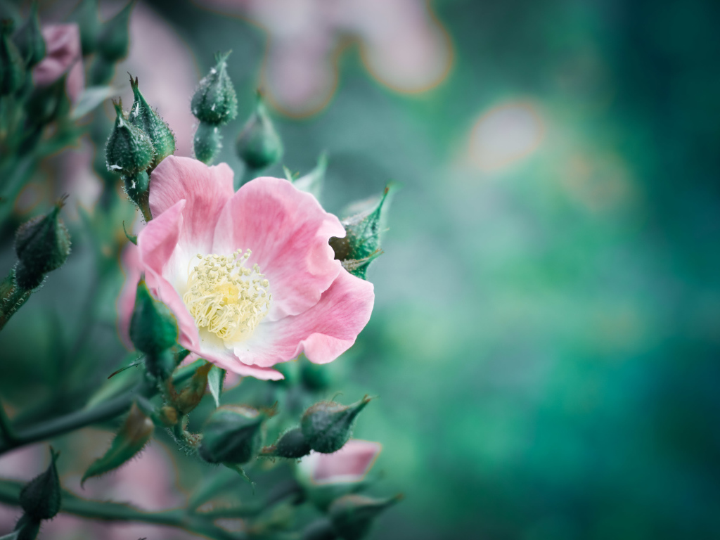 Розовый цветок розы с бутонами крупным планом