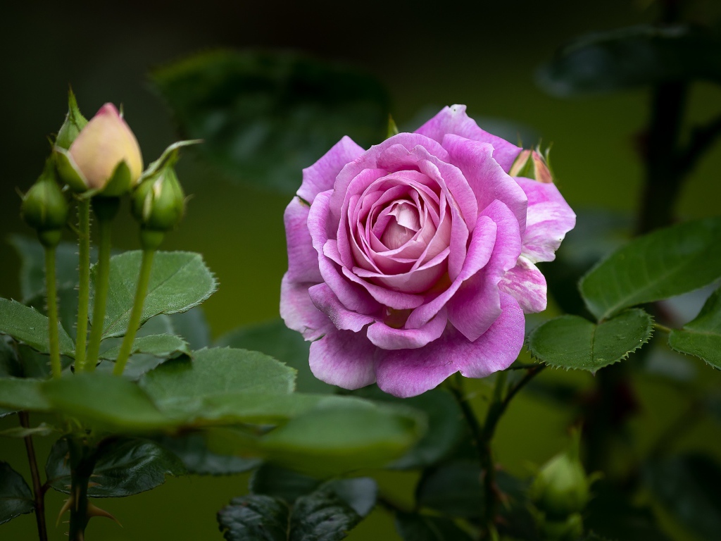 Pink rose with buds and green leaves in the flowerbed