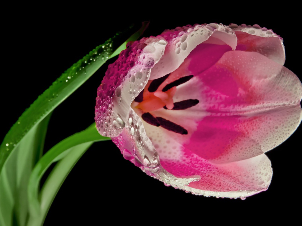 Розовый цветок тюльпана в каплях росы на черном фоне