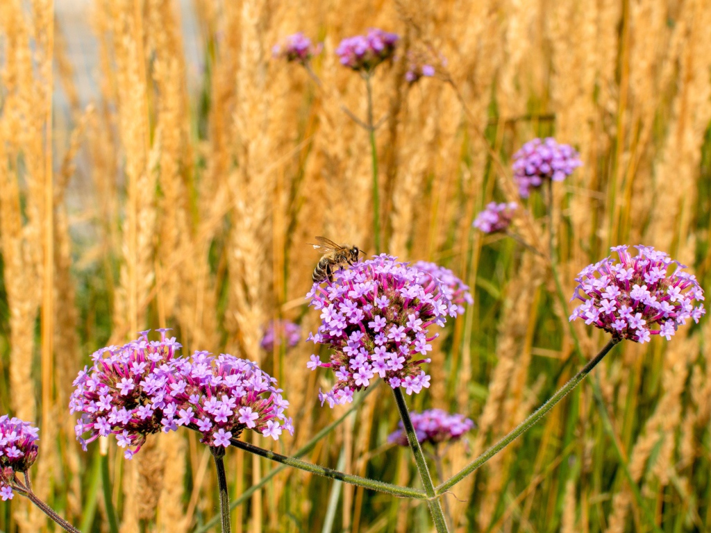 Розовые цветы вербена с колосками в поле