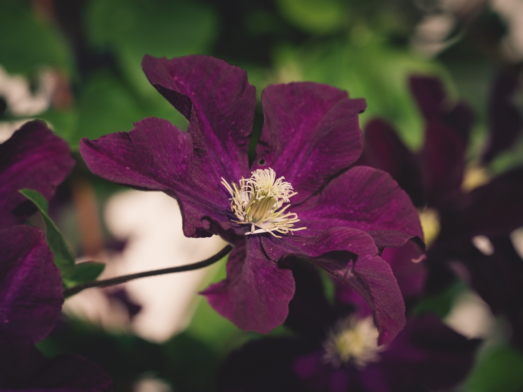 Фиолетовый цветок клематиса крупным планом