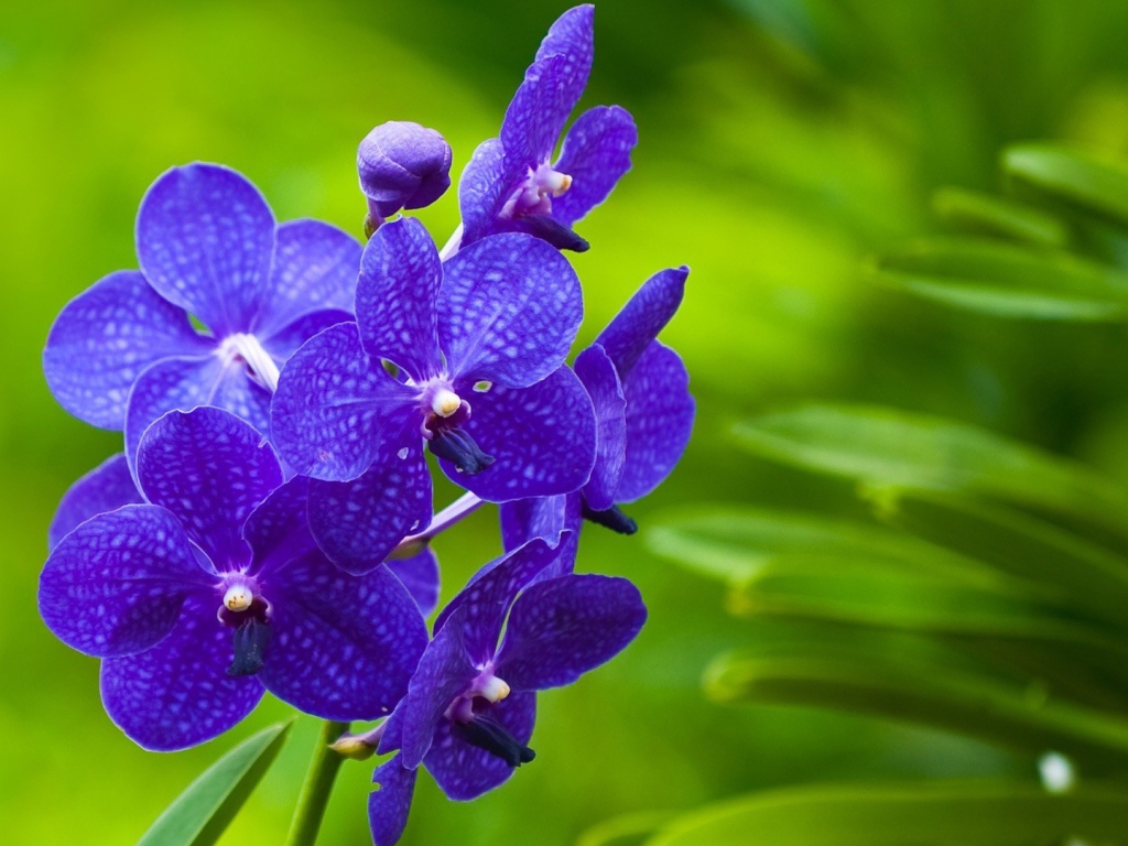 Фиолетовые цветы орхидеи на зеленом фоне 