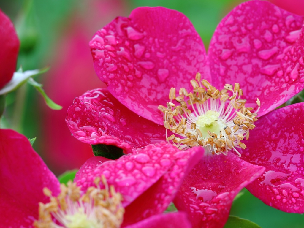 Красная распустившаяся роза в каплях росы