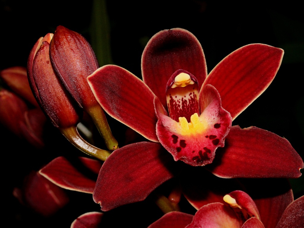 Красные экзотические орхидеи с бутонами на черном фоне