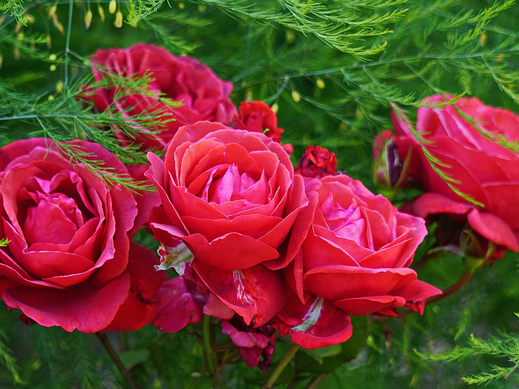 Красные садовые розы на клумбе с зелеными листьями