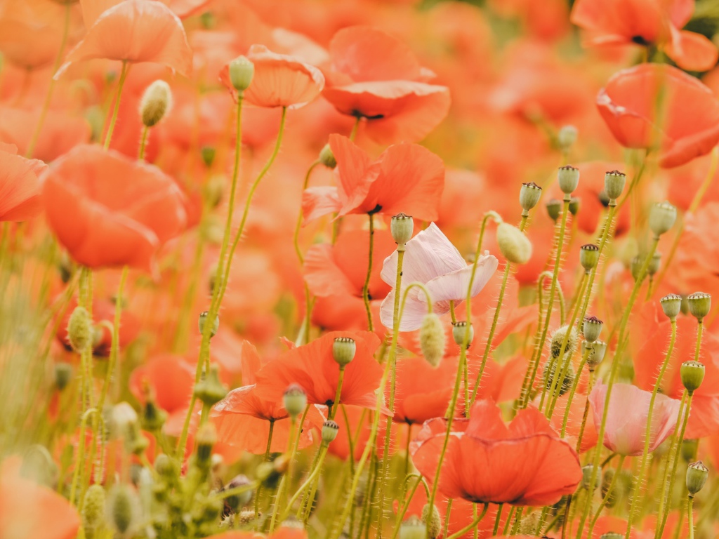 Красные маки на поле крупным планом