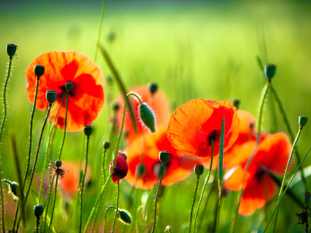 Красные маки с бутонами на поле в лучах солнца 