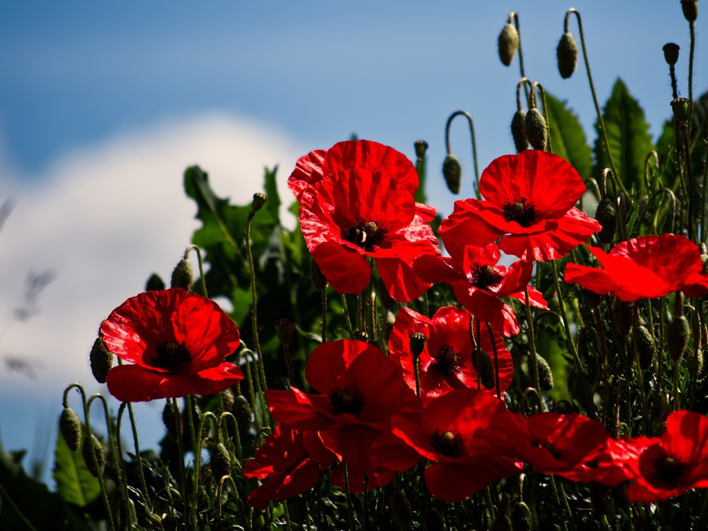 Красные маки с бутонами под голубым небом в лучах солнца