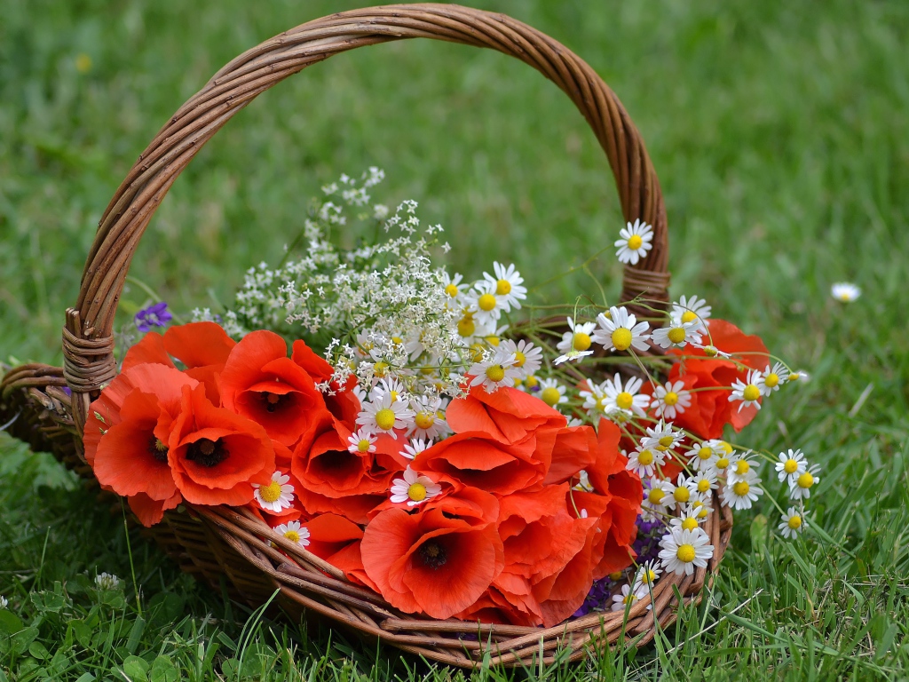 Красные цветы мака в корзине с полевыми ромашками 